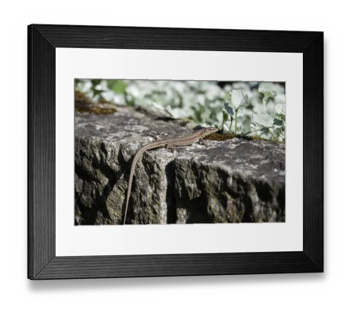 Framed Print : Lizard, Summer, Germany Framed Print : Lizard, Summer, Germany