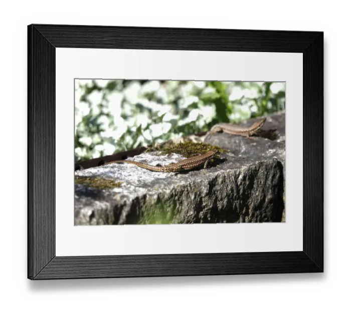 Framed Print : Lizard, Summer, Germany Framed Print : Lizard, Summer, Germany
