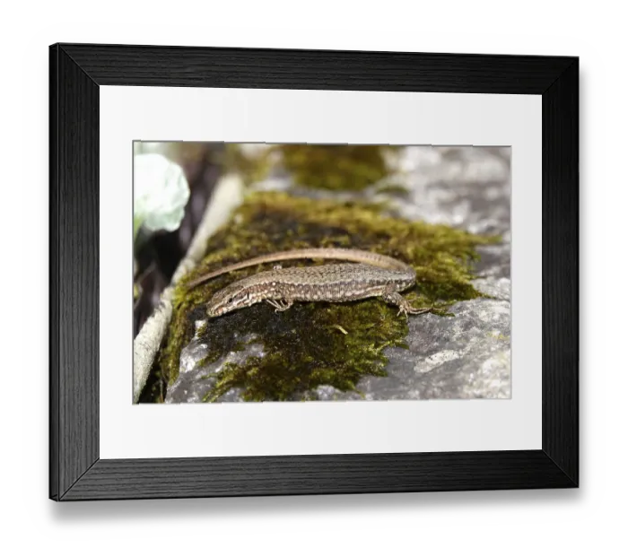 Framed Print : Lizard, Summer, Germany Framed Print : Lizard, Summer, Germany