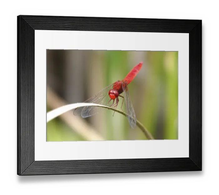 Framed Print : Scarlet Dragonfly, summer, Germany Framed Print : Scarlet Dragonfly, summer, Germany