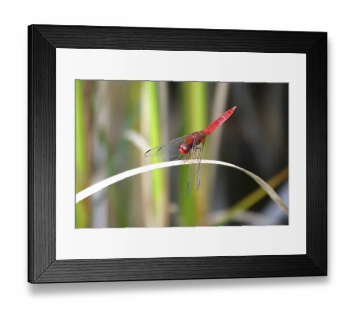 Framed Print : Scarlet Dragonfly, summer, Germany Framed Print : Scarlet Dragonfly, summer, Germany