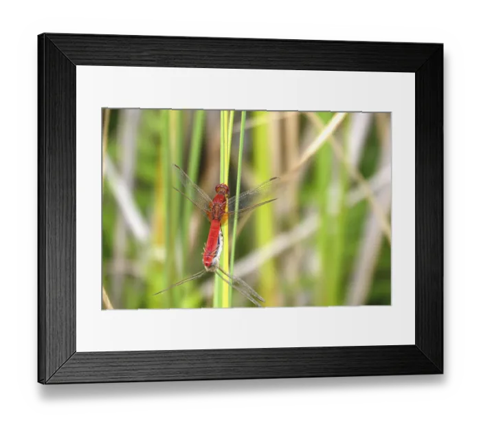 Framed Print : Scarlet Dragonfly, summer, Germany Framed Print : Scarlet Dragonfly, summer, Germany
