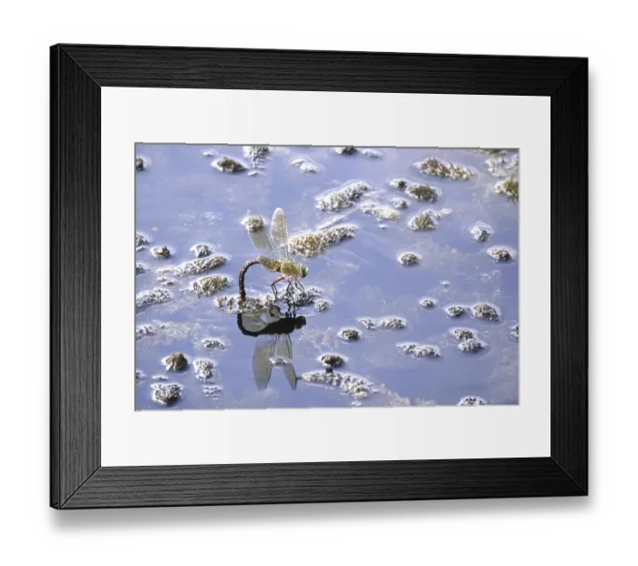 Framed Print : Dragonfly, Summer, Germany Framed Print : Dragonfly, Summer, Germany