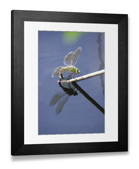 Framed Print : Dragonfly, Summer, Germany Framed Print : Dragonfly, Summer, Germany