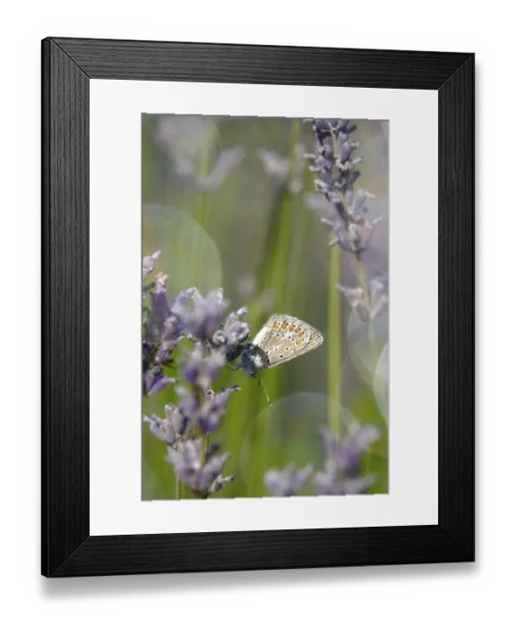 Framed Print : Butterfly blue butterfly, summer, Germany Framed Print : Butterfly blue butterfly, summer, Germany