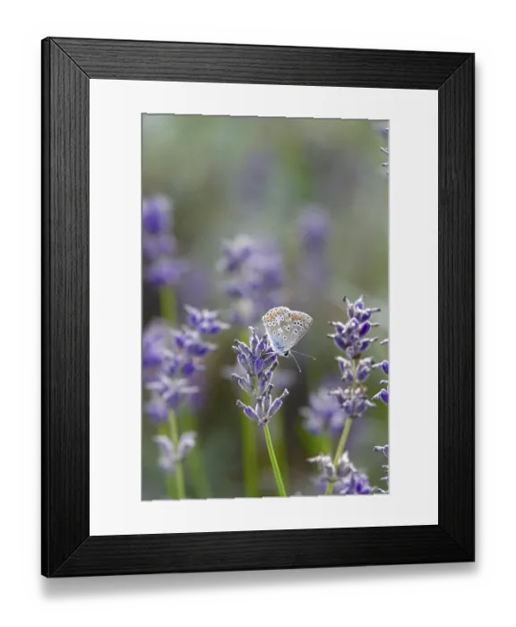 Framed Print : Butterfly blue butterfly, summer, Germany