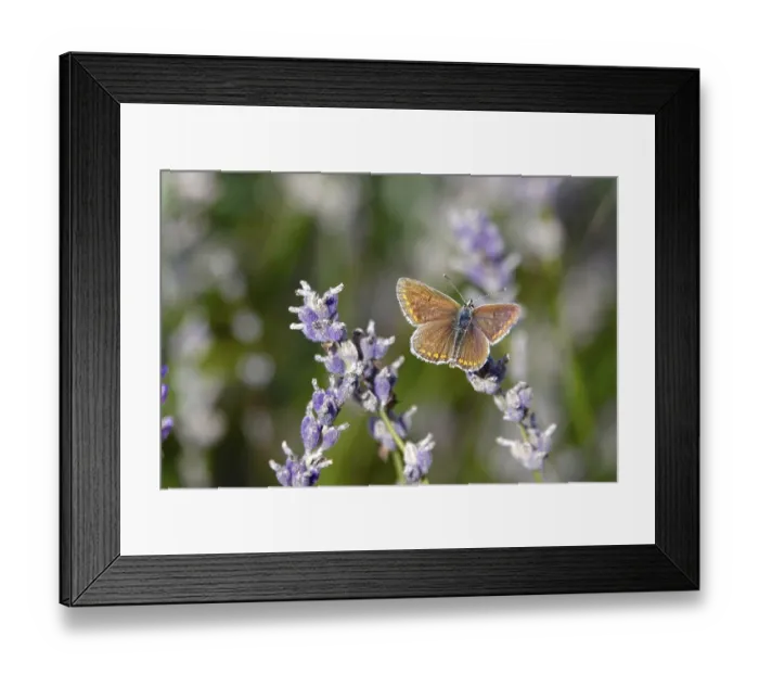 Framed Print : Butterfly blue butterfly, summer, Germany