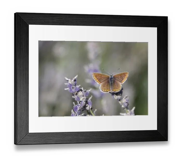 Framed Print : Butterfly blue butterfly, summer, Germany