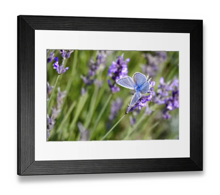 Framed Print : Butterfly blue butterfly, summer, Germany Framed Print : Butterfly blue butterfly, summer, Germany