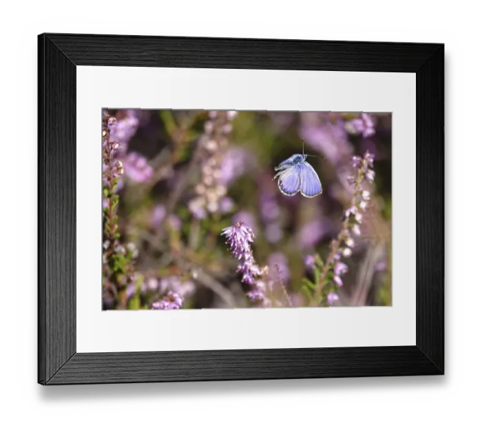 Framed Print : Butterfly blue butterfly, summer, Germany