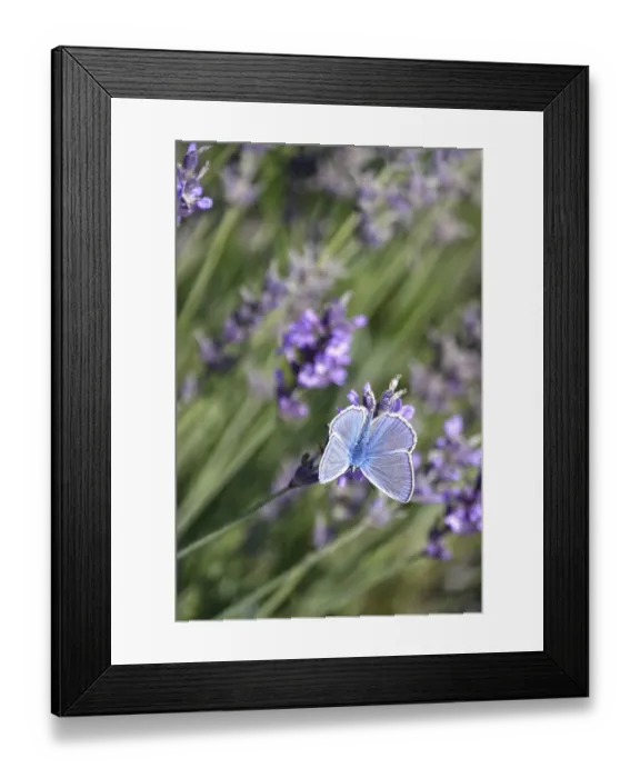 Framed Print : Butterfly blue butterfly, summer, Germany