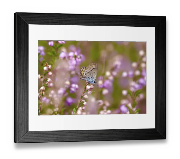 Framed Print : Butterfly blue butterfly, summer, Germany
