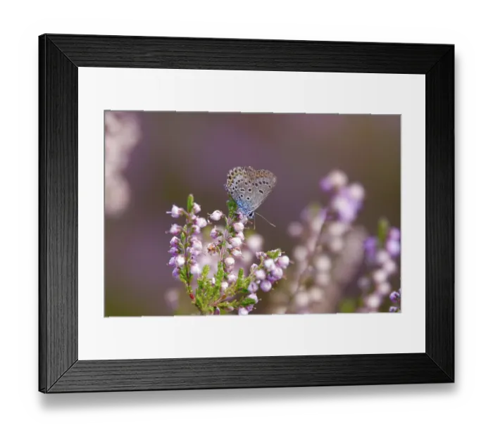 Framed Print : Butterfly blue butterfly, summer, Germany