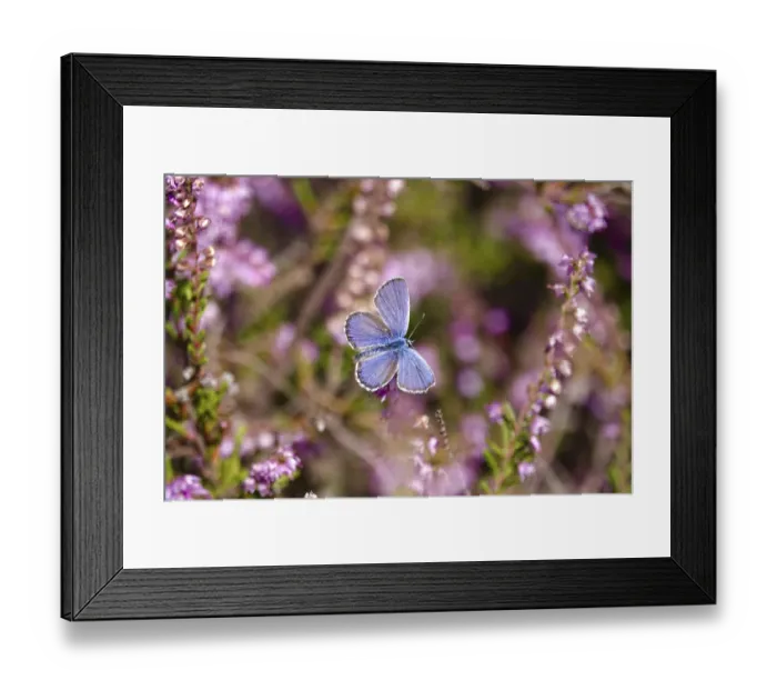 Framed Print : Butterfly blue butterfly, summer, Germany