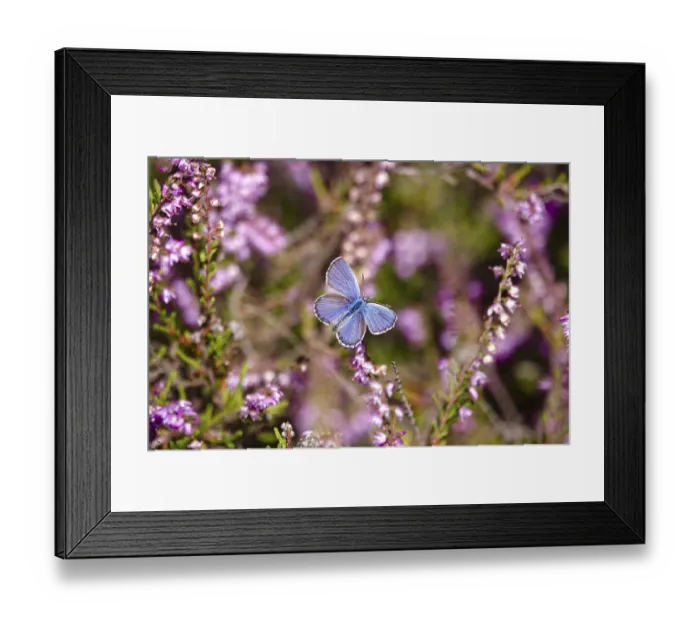 Framed Print : Butterfly blue butterfly, summer, Germany
