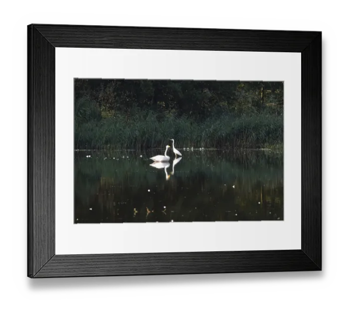 Framed Print : Great White Egret and Whooper Swan Framed Print : Great White Egret and Whooper Swan