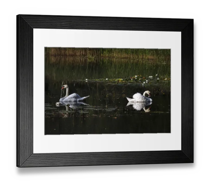 Framed Print : Swans, Lusatian pond landscape, Saxony, Germany