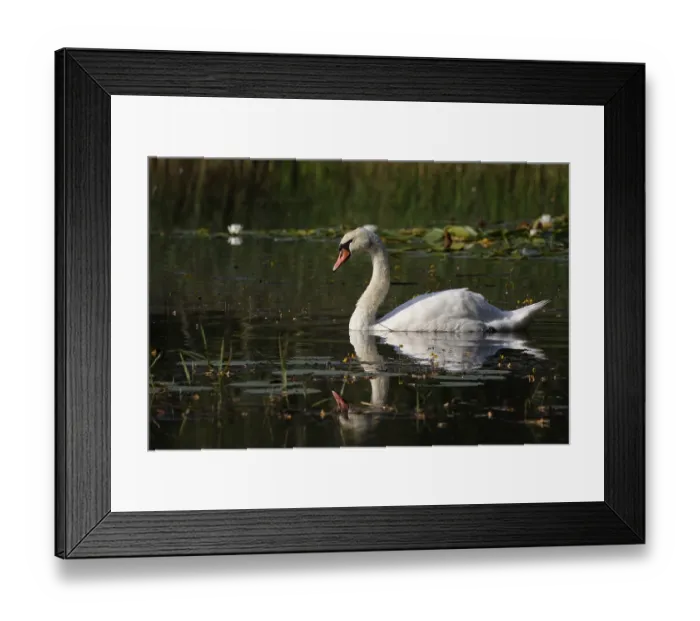 Framed Print : Swan, Lusatian pond landscape, Saxony, Germany