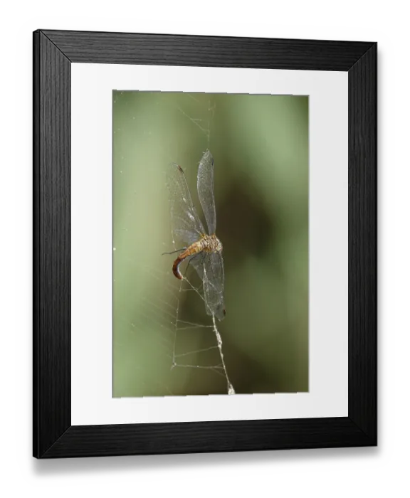 Framed Print : Spider web, dragonfly, summer, Germany Framed Print : Spider web, dragonfly, summer, Germany