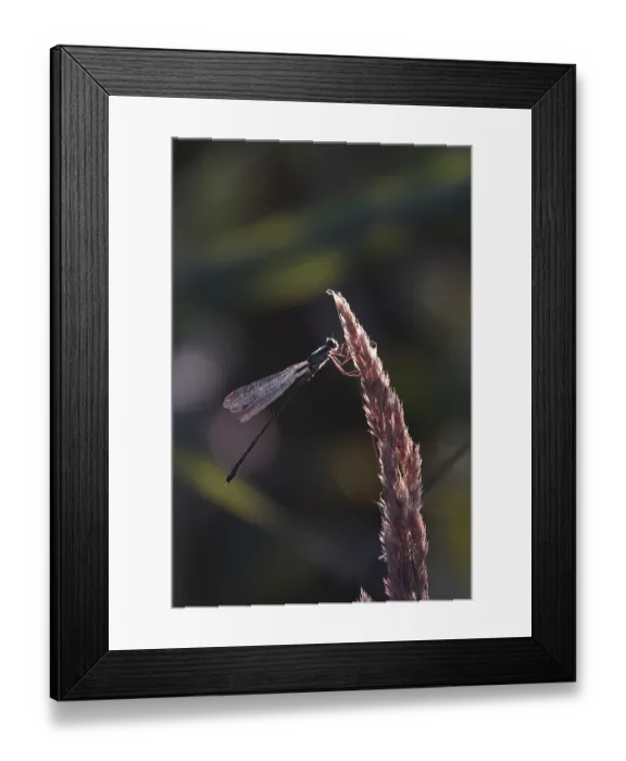 Framed Print : Dragonfly against the light, summer, Germany Framed Print : Dragonfly against the light, summer, Germany