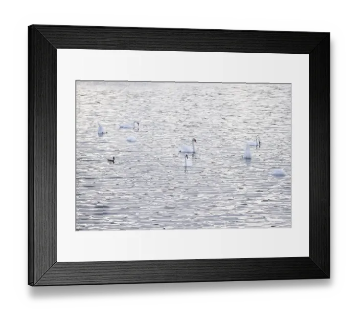 Framed Print : Swans, Summer, Lake Constance, Baden-Wurttemberg