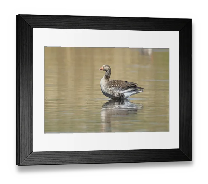 Framed Print : Greylag goose (Anser anser), swimming on a pond
