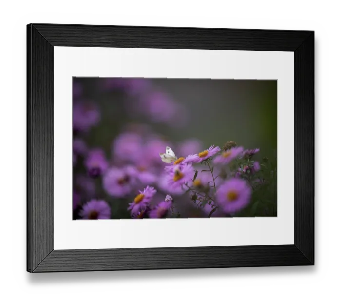 Framed Print : Small white (Pieris rapae), sucking nectar on Aster (Aster)