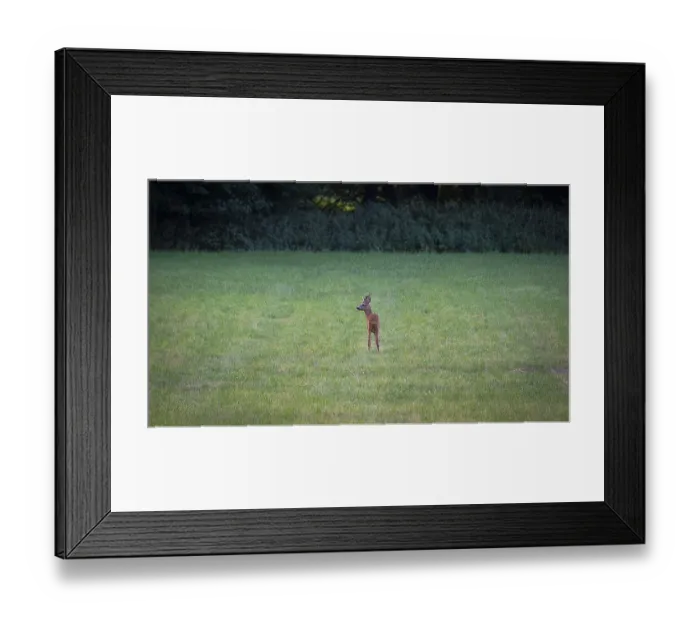Framed Print : Photograph of a roebuck standing in a meadow looking to the left Framed Print : Photograph of a roebuck standing in a meadow looking to the left