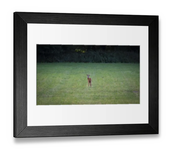 Framed Print : Photograph of a roebuck looking back standing in a meadow Framed Print : Photograph of a roebuck looking back standing in a meadow