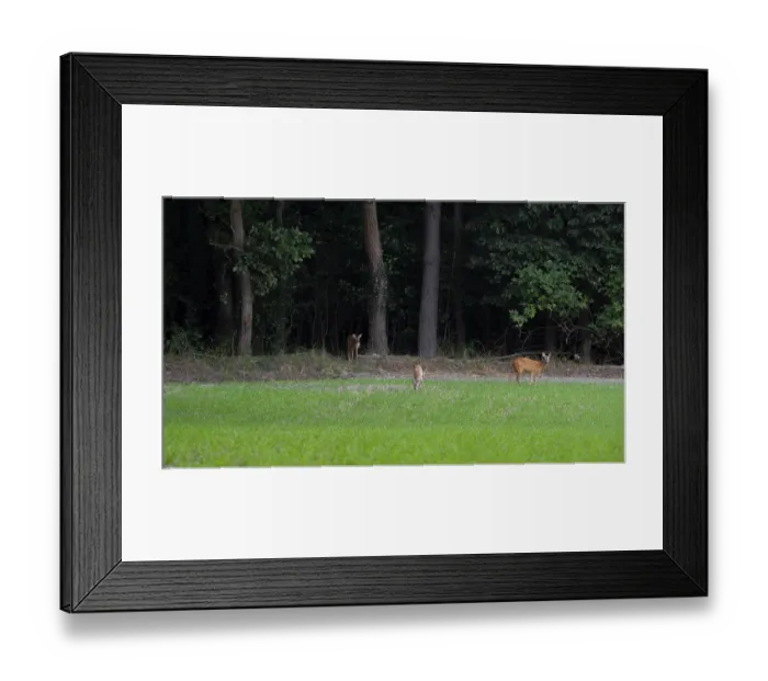 Framed Print : Deer standing in a field at the edge of the Wad Framed Print : Deer standing in a field at the edge of the Wad