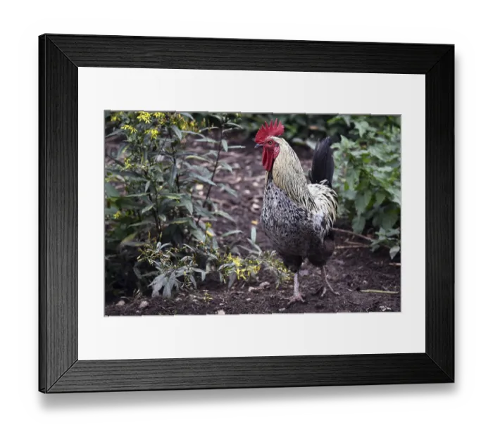 Framed Print : Rooster (Gallus gallus domesticus) in the outdoor enclosure