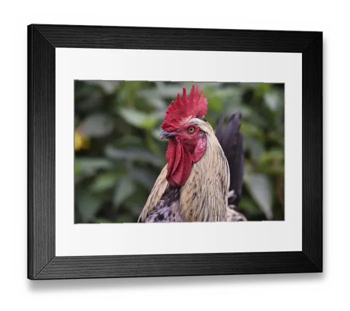 Framed Print : Rooster (Gallus gallus domesticus) in the outdoor enclosure Framed Print : Rooster (Gallus gallus domesticus) in the outdoor enclosure