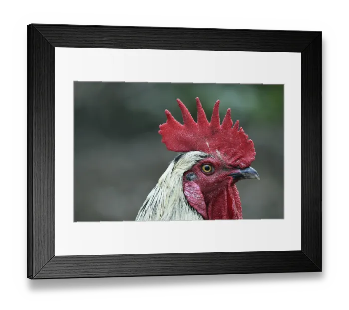 Framed Print : Rooster (Gallus gallus domesticus) in the outdoor enclosure