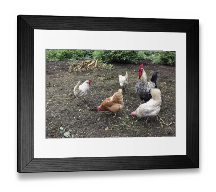 Framed Print : Domestic cock, rooster (Gallus gallus domesticus) and hens