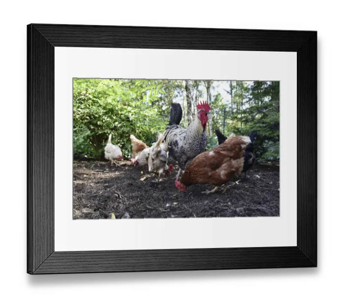 Framed Print : Domestic cock, rooster (Gallus gallus domesticus) and hens