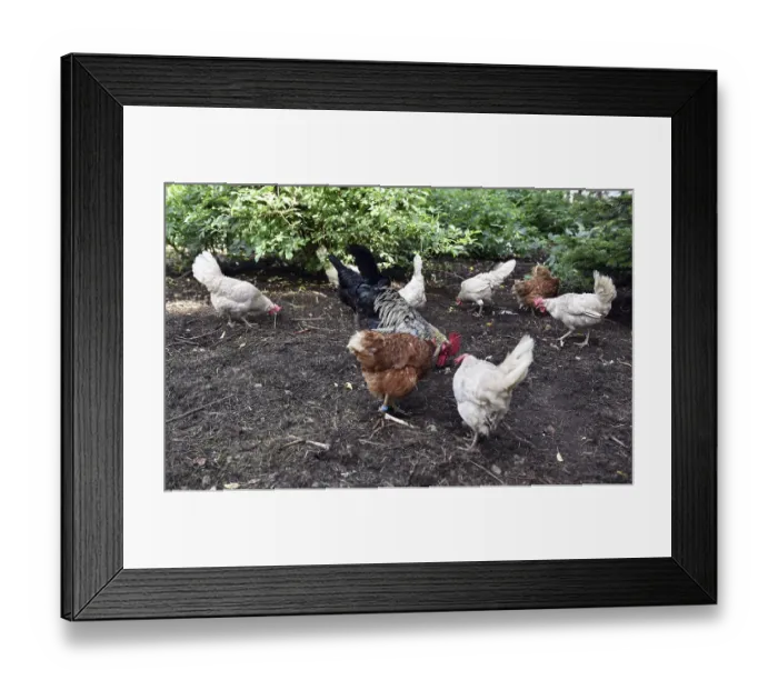 Framed Print : Domestic cock, rooster (Gallus gallus domesticus) and hens