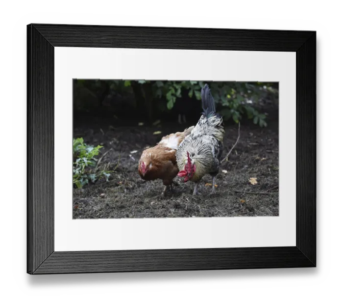 Framed Print : Domestic cock, rooster (Gallus gallus domesticus) and hens Framed Print : Domestic cock, rooster (Gallus gallus domesticus) and hens