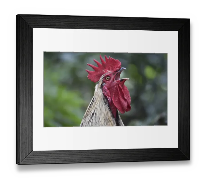 Framed Print : Domestic cock (Gallus gallus domesticus) crows cock-a-doodle-doo