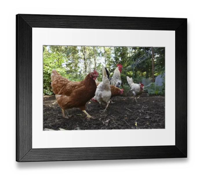 Framed Print : Domestic cock, rooster (Gallus gallus domesticus) and hens Framed Print : Domestic cock, rooster (Gallus gallus domesticus) and hens