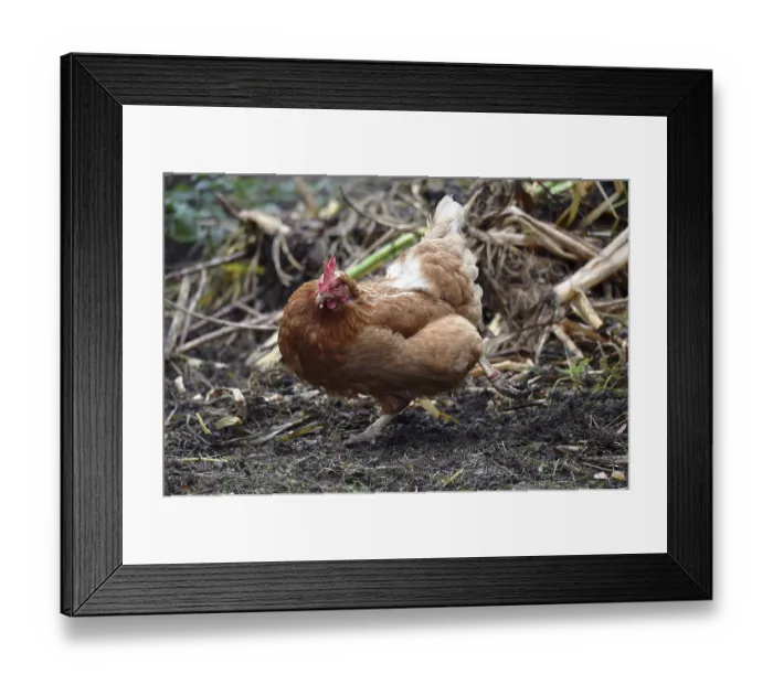 Framed Print : Domestic chicken, (Gallus gallus domesticus) Chicken