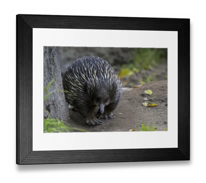 Framed Print : ibltsm09667081.jpg