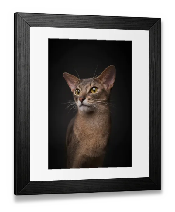 Framed Print : Abyssinian cat (Felis catus), in studio with black background