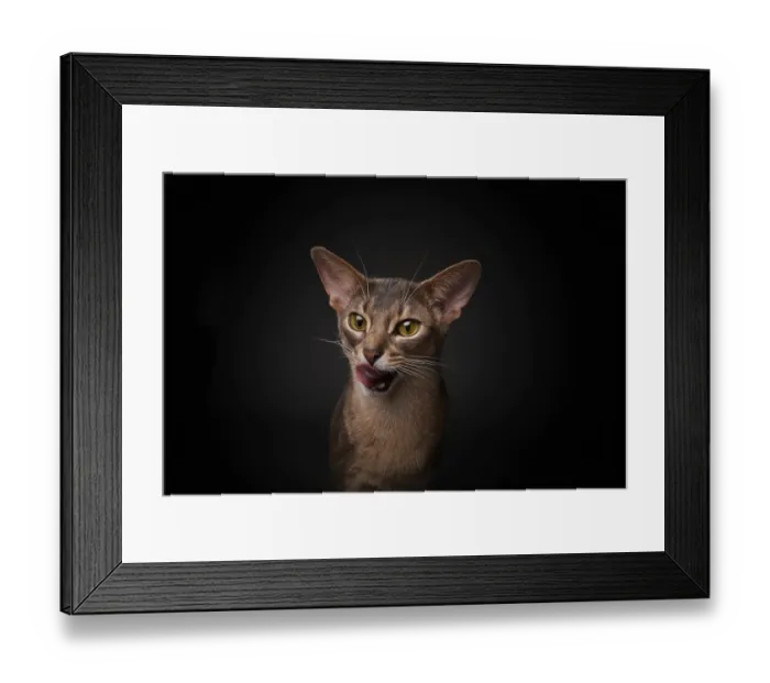 Framed Print : Abyssinian cat (Felis catus), licking its mouth