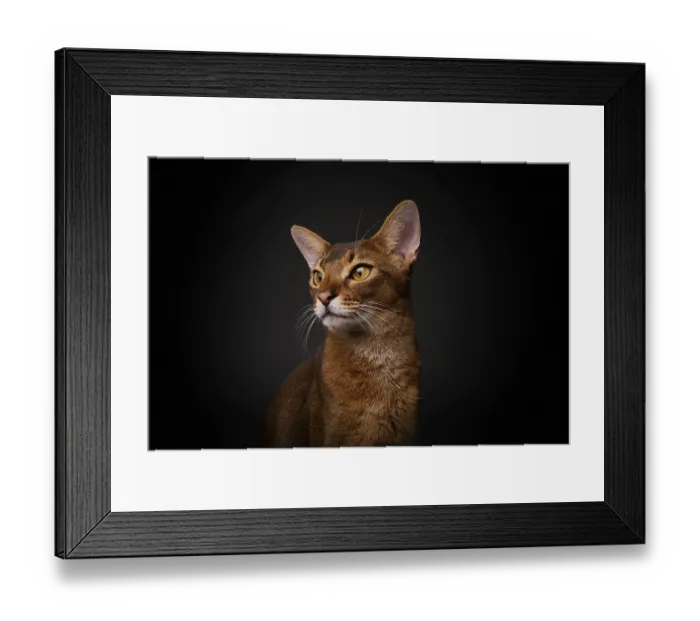 Framed Print : Abyssinian cat (Felis catus), in studio with black background Framed Print : Abyssinian cat (Felis catus), in studio with black background