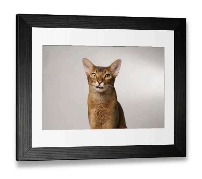Framed Print : Abyssinian cat (Felis catus), showing the tongue