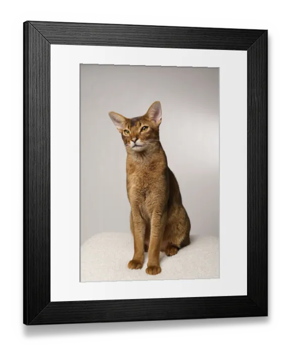 Framed Print : Abyssinian cat (Felis catus), sitting