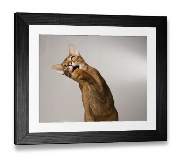 Framed Print : Abyssinian cat (Felis catus), raises paw Framed Print : Abyssinian cat (Felis catus), raises paw