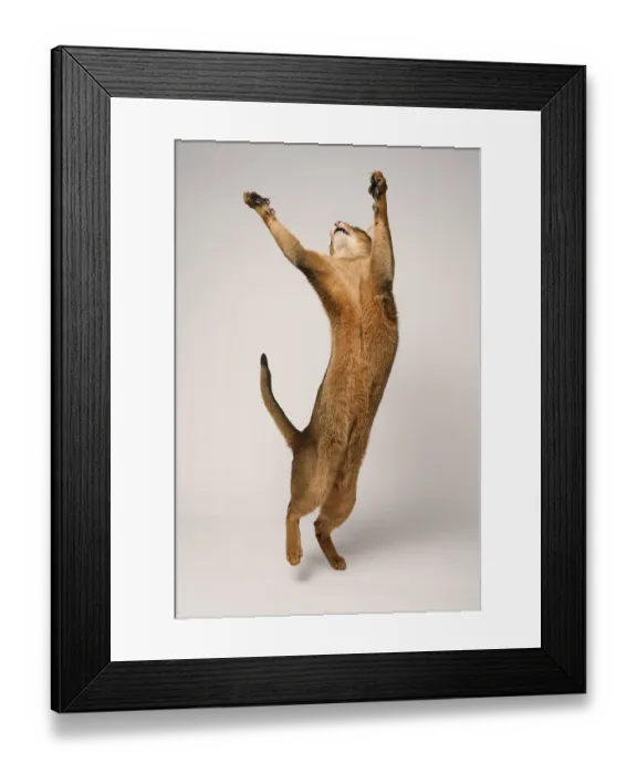 Framed Print : Abyssinian cat (Felis catus), stretching Framed Print : Abyssinian cat (Felis catus), stretching