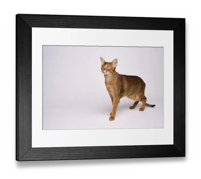 Framed Print : Abyssinian cat (Felis catus), in studio with white background Framed Print : Abyssinian cat (Felis catus), in studio with white background