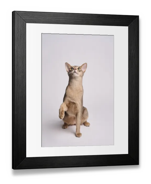 Framed Print : Abyssinian cat (Felis catus), raises paw Framed Print : Abyssinian cat (Felis catus), raises paw